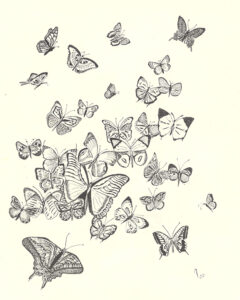 Butterflies