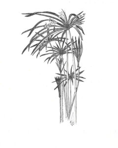 Palm-Plant