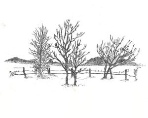 Trees-with-mountains