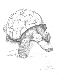 Turtle