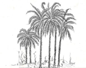 palm-trees