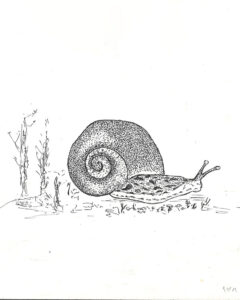 snail