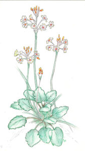 white-and-orange-flowers